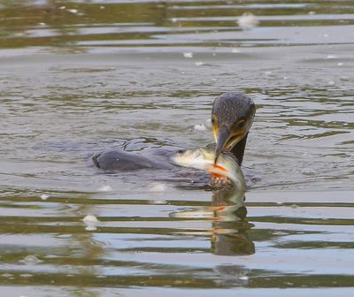 Aalscholver - Great Cormorant
