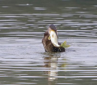 Aalscholver - Great Cormorant