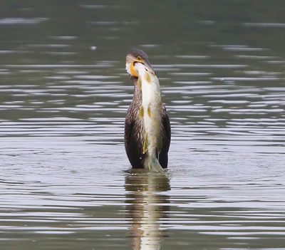 Aalscholver - Great Cormorant