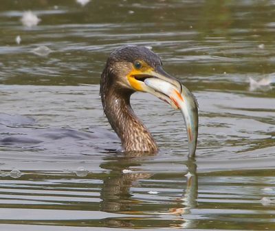 Aalscholver - Great Cormorant