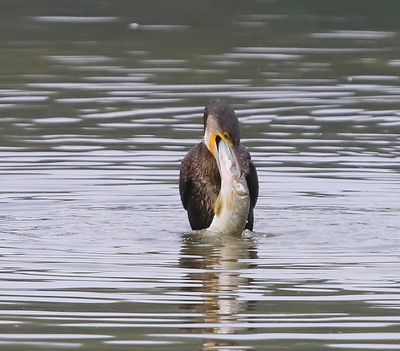 Aalscholver - Great Cormorant
