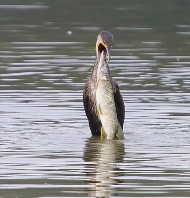 Aalscholver - Great Cormorant