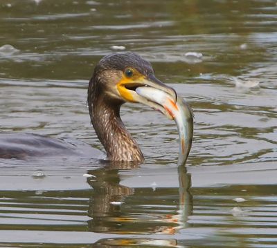 Aalscholver - Great Cormorant