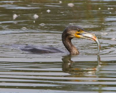 Aalscholver - Great Cormorant