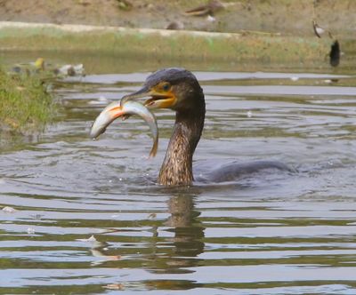 Aalscholver - Great Cormorant