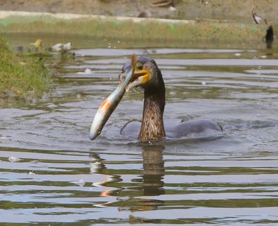 Aalscholver - Great Cormorant