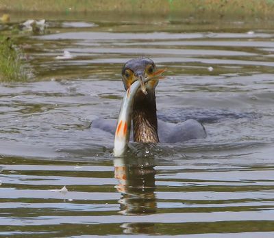 Aalscholver - Great Cormorant