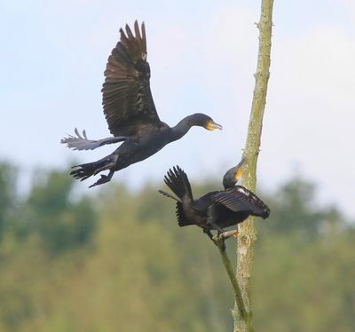 Aalscholvers - Great Cormorants