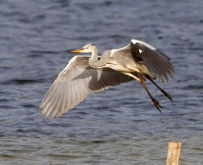 Blauwe reiger_100924_HV.jpg