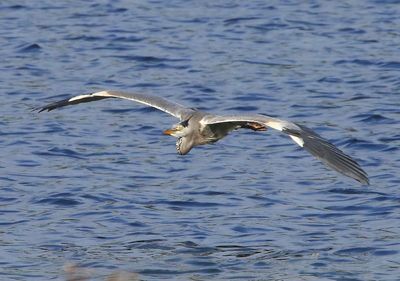 Blauwe Reiger - Grey Heron