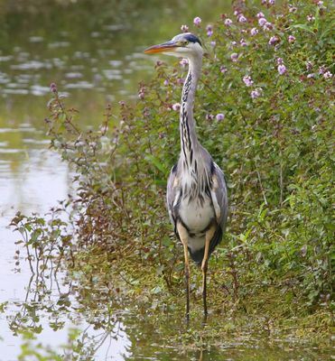 Blauwe Reiger - Grey Heron