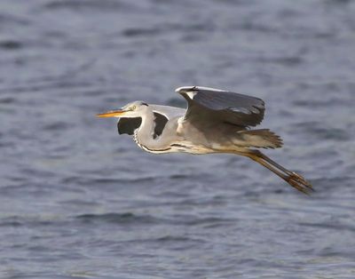 Blauwe Reiger - Grey Heron