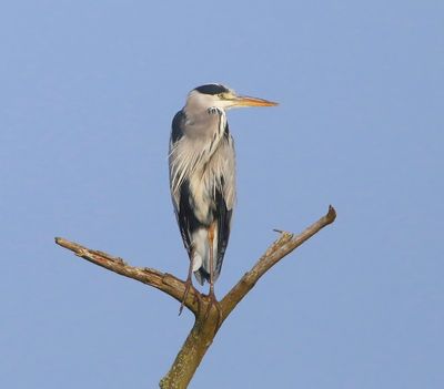 Blauwe Reiger - Grey Heron