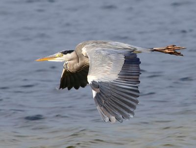 Blauwe Reiger - Grey Heron