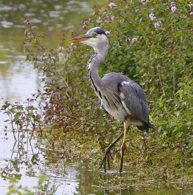 Blauwe Reiger - Grey Heron