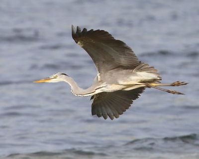 Blauwe Reiger - Grey Heron