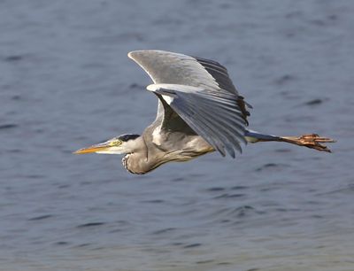 Blauwe Reiger - Grey Heron
