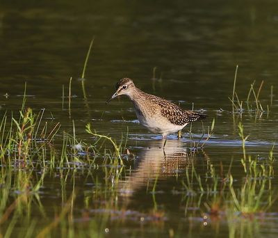 Bosruiter - Wood Sandpiper