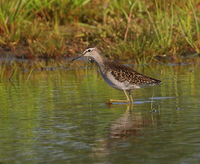 Bosruiter - Wood Sandpiper
