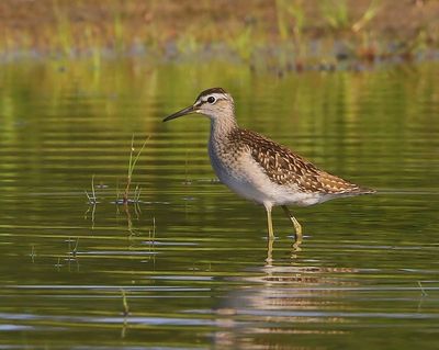 Bosruiter - Wood Sandpiper