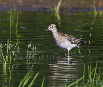 Bosruiter - Wood Sandpiper