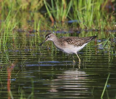 Bosruiter - Wood Sandpiper