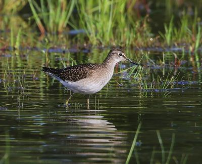 Bosruiter - Wood Sandpiper