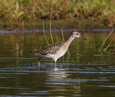 Bosruiter - Wood Sandpiper
