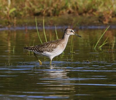Bosruiter - Wood Sandpiper