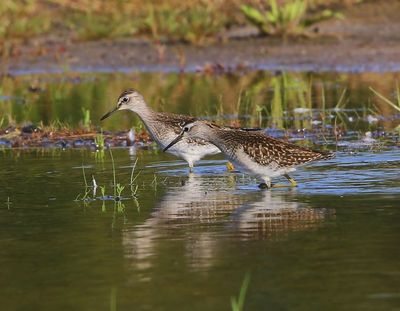Bosruiters - Wood Sandpipers