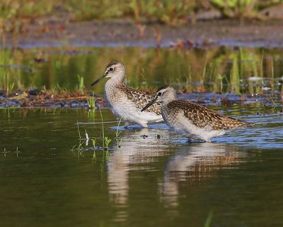 Bosruiters - Wood Sandpipers