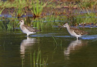 Bosruiters - Wood Sandpipers