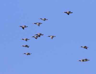 Brandganzen - Barnacle Geese