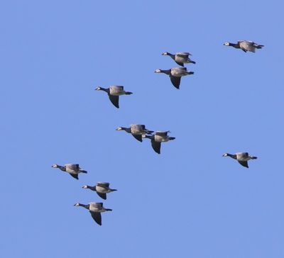 Brandganzen - Barnacle Geese