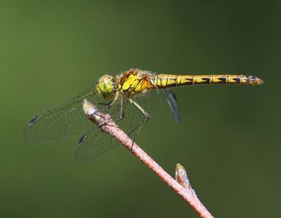 Bruinrode Heidelibel - Common Darter