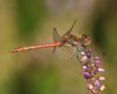 Bruinrode Heidelibel - Common Darter