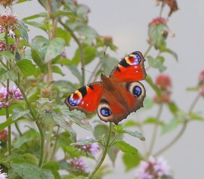 Dagpauwoog - Peacock Butterfly