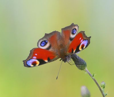 Dagpauwoog - Peacock Butterfly