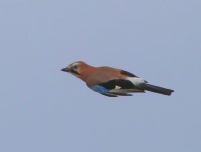 Gaai - Eurasian Jay