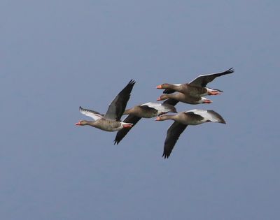 Grauwe Ganzen - Greylag Geese