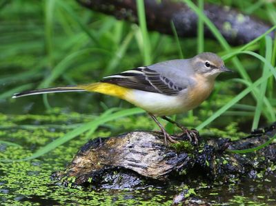 Grote Gele Kwikstaart - Grey Wagtail