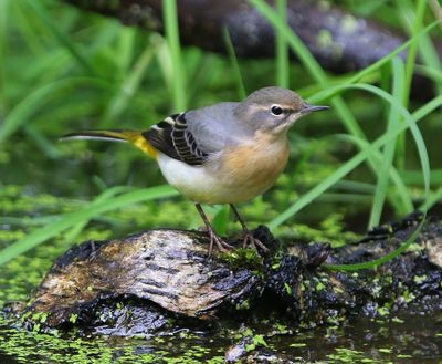 Grote Gele Kwikstaart - Grey Wagtail
