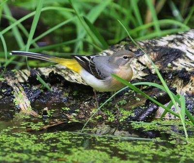 Grote Gele Kwikstaart - Grey Wagtail