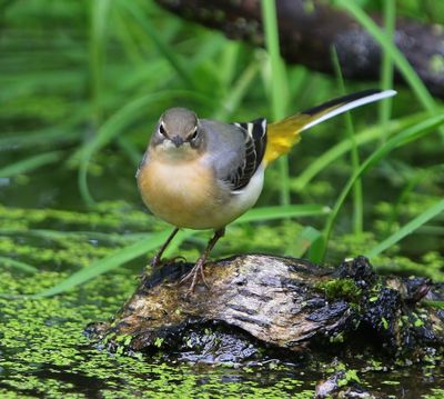 Grote Gele Kwikstaart - Grey Wagtail