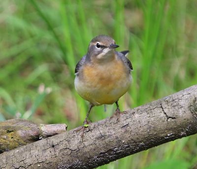 Grote Gele Kwikstaart - Grey Wagtail