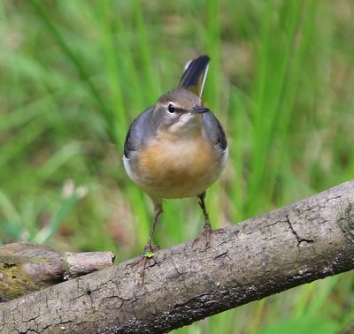 Grote Gele Kwikstaart - Grey Wagtail