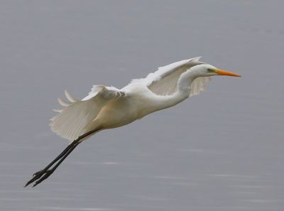 Grote Zilverreiger - Great Egret
