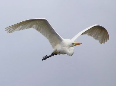 Grote Zilverreiger - Great Egret