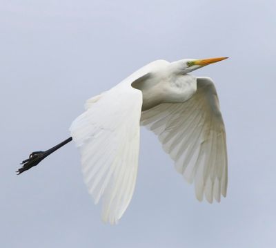 Grote Zilverreiger - Great Egret