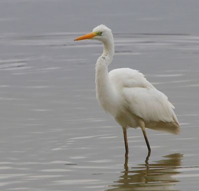 Grote Zilverreiger - Great Egret